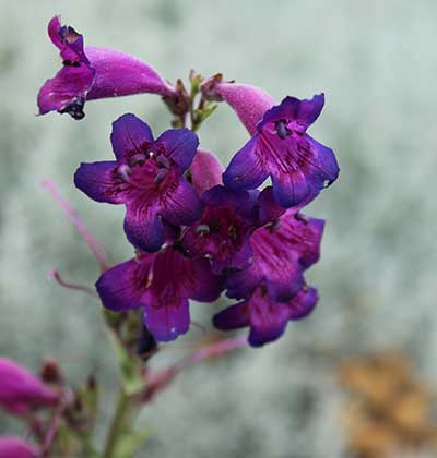 Penstemon