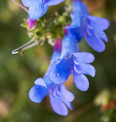 Foothill Penstemon