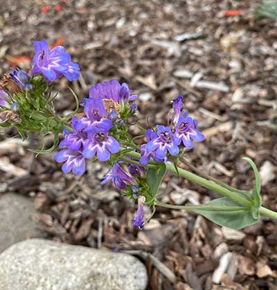 Shrubby Penstemon 