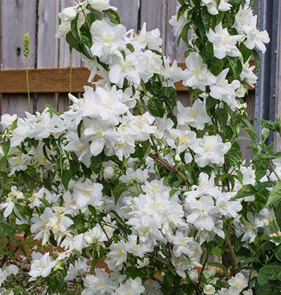 Mock Orange 'Snow Velvet'