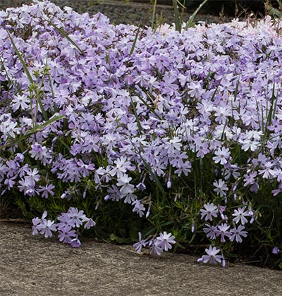 Creeping Phlox