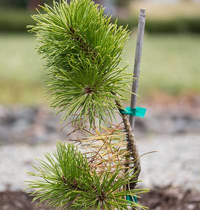 Dwarf Pine 'Chief Joseph'