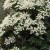 PIERIS-Full-Flowering.jpg