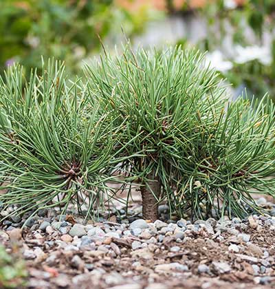 Ponderosa Pine 'Mary Anne Heacock'