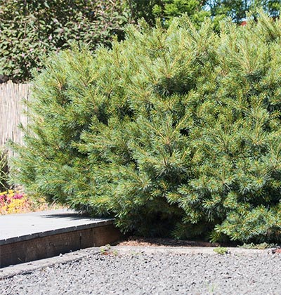 Dwarf White Pine