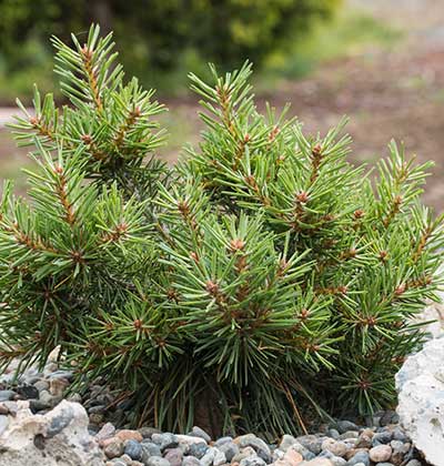 Scots Pine 'Platypus'