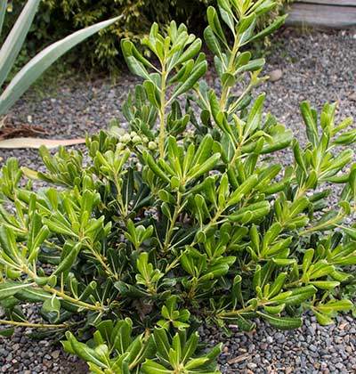 Japanese Pittosporum 'Tall and Tough'