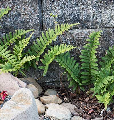 Licorice Fern