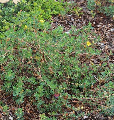 Slender Cinquefoil