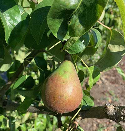 Espalier Pear