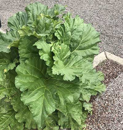 Rhubarb