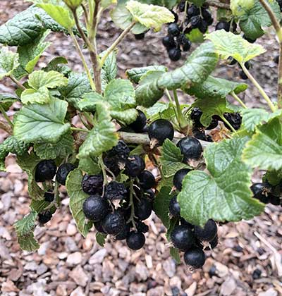 Currant - Black