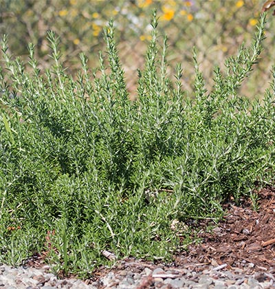 Creeping Rosemary