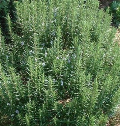 Rosemary 'Mrs. Reed's Coat'