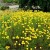 SACHFlower-Portland-Nursery.jpg