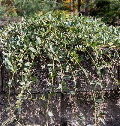 Creeping Willow