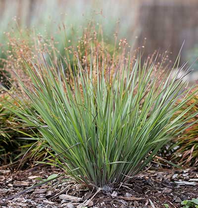 Little Blue Stem 'The Blues'