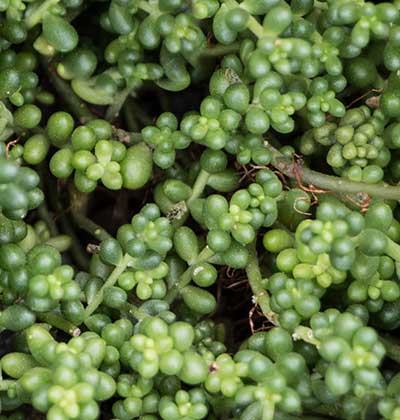 Sedum Baby Tears