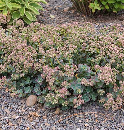 Sedum 'Blue Elf'