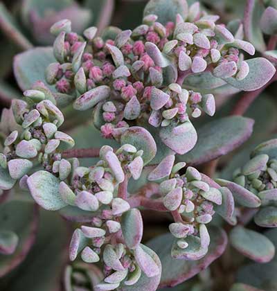 Sedum 'Cola Cola'