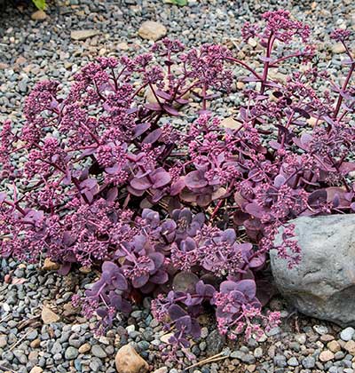 Sedum 'Cherry Tart'