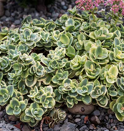 Sedum 'Lime Twister'