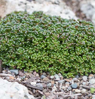 Sedum 'Oreganum'