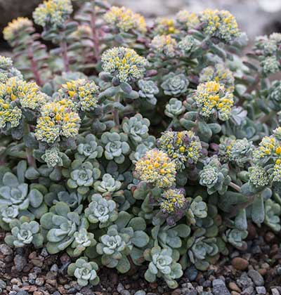 Sedum 'Cape Blanco'