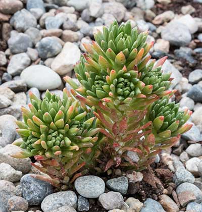 Sedum 'Douglas Stonecrop'