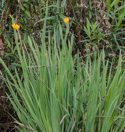 Yellow Eyed Grass