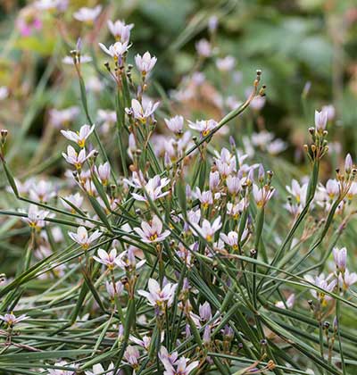 Blue Eyed Grass 'Quaint and Queer'