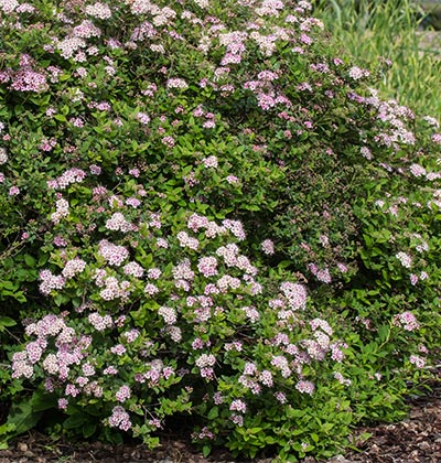 Japanese Spirea