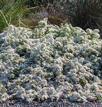 Heath Aster 'Snow Flurry'