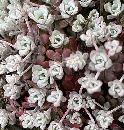 Broadleaf Stonecrop 'Carnea'