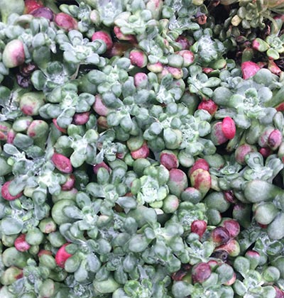 Broadleaf Stonecrop 'Rogue River'