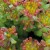 Sedum-oreganum-Portland-Nursery.jpg