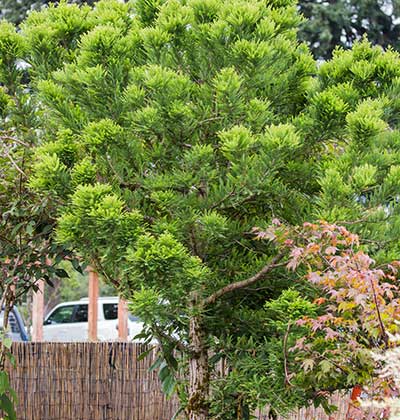 Pevé Minaret Bald Cypress