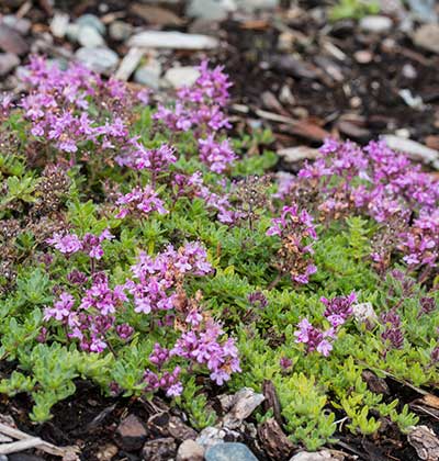 Creeping Thyme 'Bressingham'