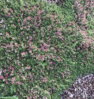 Creeping Thyme