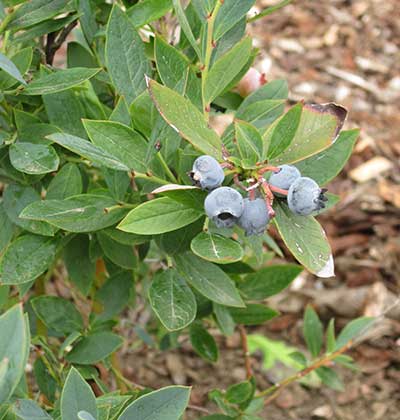 Blueberry 'Pink Lemonade', 'Sunshine Blue'