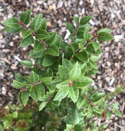 Huckleberry Evergreen