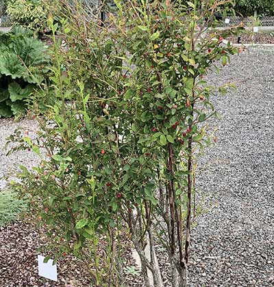 Huckleberry Deciduous 