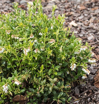 Lingonberry 'Koralle'