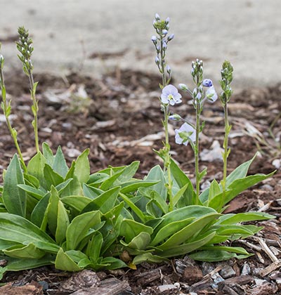 Gentian Speedwell