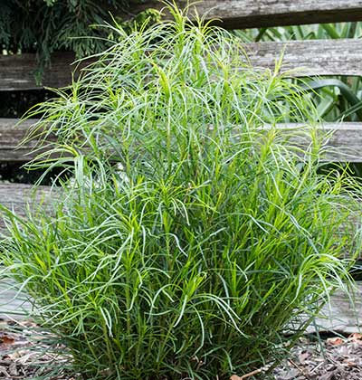 Threadleaf Ironweed 'Iron Butterfly'