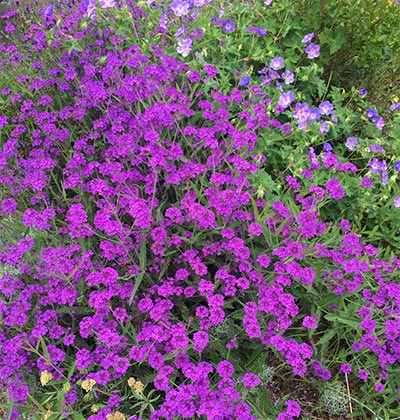 Sandpaper Verbena