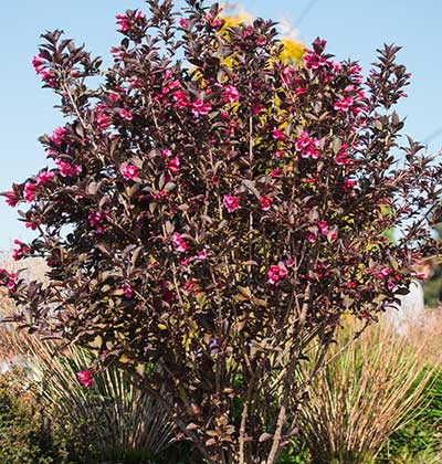 Weigela