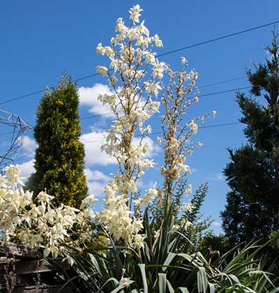 Yucca 'Adam's Needle'