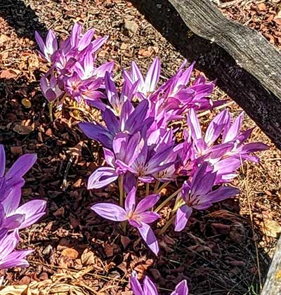 Autumn Crocus