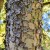 chinese-elm-bark.jpg